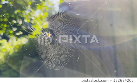 Spiderweb swaying in wind at garden with sunlight at background. Spider builds a cobweb outdoor. Beautiful nature scene on summer day. Concept of wildlife. Slow motion 132654203