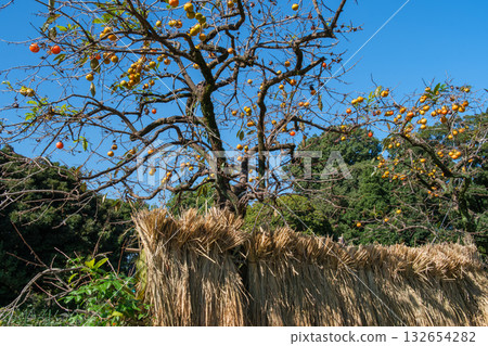 掛柿子和米 132654282