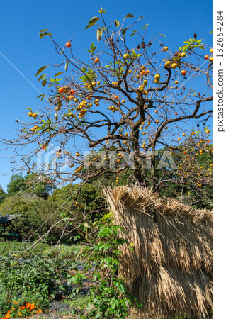 Persimmon tree and hazama Persimmon tree and hazama 132654284