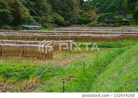 水稻田裡的水稻種植 水稻田裡的水稻種植 132654288