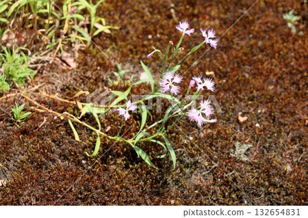 Cute Autumn Seven Herbs: Riverside Pink Flowers 132654831