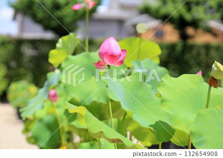 Lotus flowers in the temple grounds Lotus flowers in the temple grounds 132654908