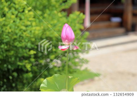 Lotus flowers in the temple grounds Lotus flowers in the temple grounds 132654909