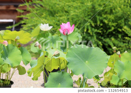 Lotus flowers in the temple grounds 132654913