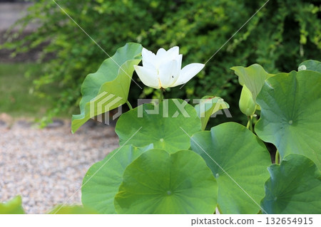 Lotus flowers in the temple grounds 132654915