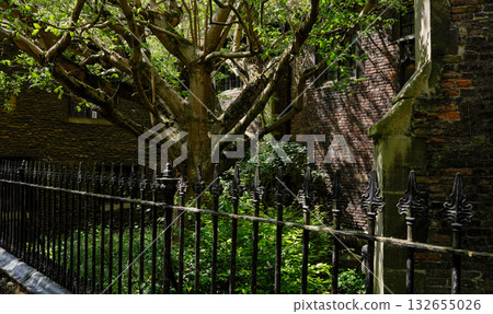 Lush green foliage behind a wrought iron fence in Cambridge, UK 132655026