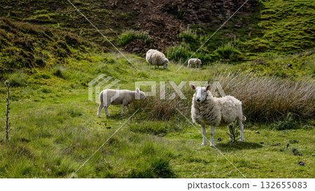 Sheep grazing in North York Moors National Park, UK 132655083