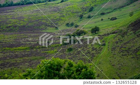 Winding path through heather moorland in North York Moors National Park, UK 132655128