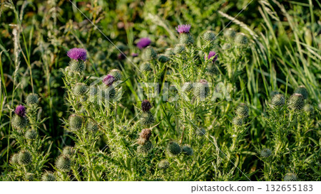 Spear thistle growing in North York Moors National Park near Whitby 132655183