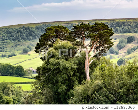 Scenic view of green rolling hills and lush trees in North York Moors National Park 132655366