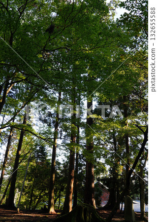 Scenery of the trees in the grounds of Enryakuji Temple on Mount Hiei 132655588