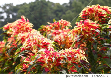Amaranthus tricolor herd 132655697