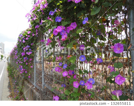 夏日里,路邊的鐵絲網上爬滿了粉紫色的牽牛花。 夏日里,路邊的鐵絲網上爬滿了粉紫色的牽牛花。 132655811