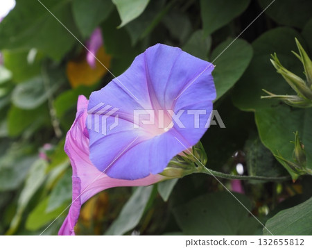 一張牽牛花的特寫照片，展現了它美麗的藍紫色漸變色和鮮嫩的葉片。 132655812