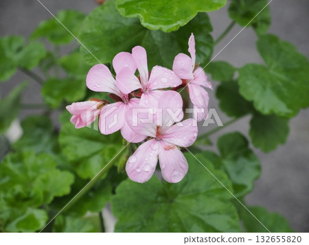 Pale pink flowers with raindrops against a background of fresh green leaves Pale pink flowers with raindrops against a background of fresh green leaves 132655820