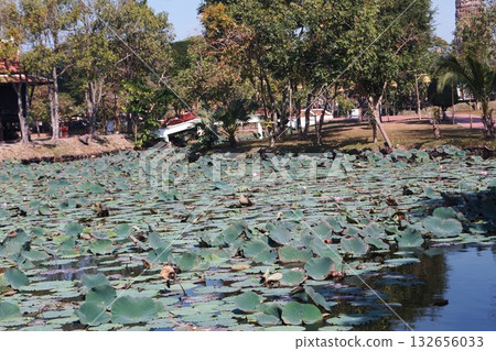 Water lilies in Ayutthaya Historical Park, Ayutthaya, Thailand Water lilies in Ayutthaya Historical Park, Ayutthaya, Thailand 132656033