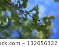 A close-up of ginkgo leaves shining in the clear sky 132656322