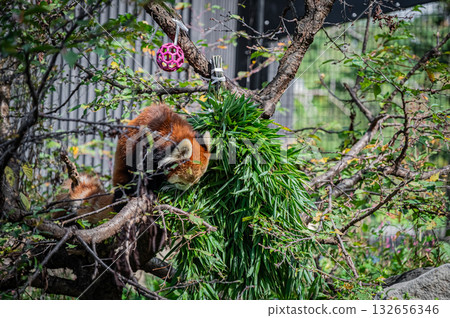 Hokkaido Asahiyama Zoo Red Panda 132656346