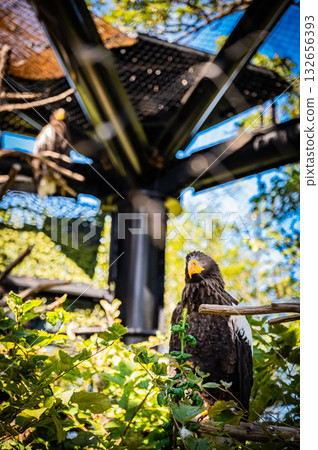 Hokkaido Asahiyama Zoo Condor Hokkaido Asahiyama Zoo Condor 132656393