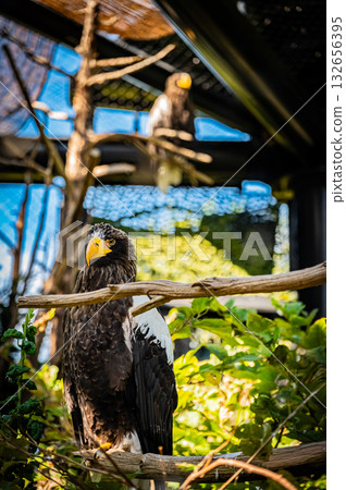 北海道旭山動物園禿鷹 北海道旭山動物園禿鷹 132656395