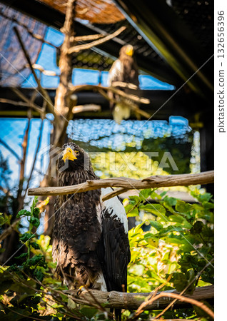 北海道旭山動物園禿鷹 132656396
