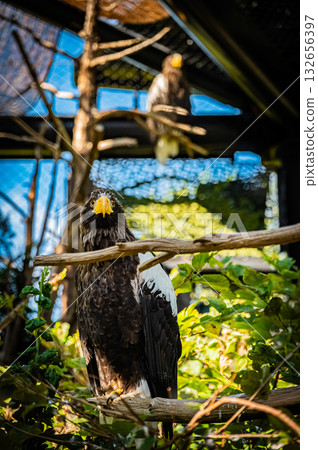 北海道旭山動物園禿鷹 北海道旭山動物園禿鷹 132656397