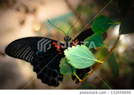 Black butterfly with red spots resting behind green leaves in natural light Black butterfly with red spots resting behind green leaves in natural light 132656698