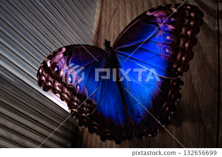 Blue morpho butterfly resting on wooden surface in natural light Blue morpho butterfly resting on wooden surface in natural light 132656699