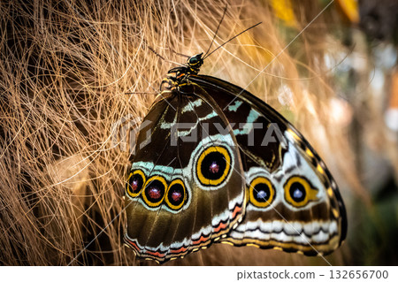 Colorful owl butterfly resting on dry plant fibers in natural light Colorful owl butterfly resting on dry plant fibers in natural light 132656700