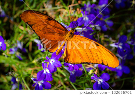 Orange butterfly resting on purple flowers in bright sunlight Orange butterfly resting on purple flowers in bright sunlight 132656701