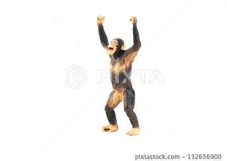 chimpanzee animal on isolated background chimpanzee animal on isolated background 132656900