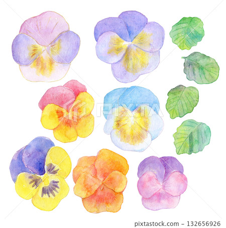 Watercolor illustration of colorful pansy flowers 132656926