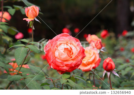 Autumn roses 132656940