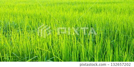 Rice Field Background, Jasmine Rice Organic Agriculture Farm Raw Food Indredient Traditional Asian Thailand, Green Grass Landscape Environment Zero Carbon Energy Eco Backdrop. 132657202
