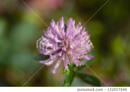 紫色三葉草花 紫色三葉草花 132657846