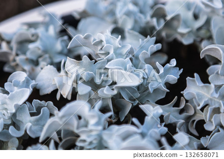 Close-up of the succulent Cotyledon Blue Waves 132658071