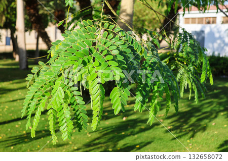 Robinia pseudoacacia or long-leaved acacia Robinia pseudoacacia or long-leaved acacia 132658072