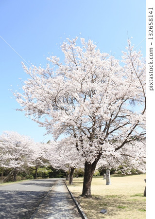 盛開的櫻花，櫻花，櫻花，花朵，春天 132658141