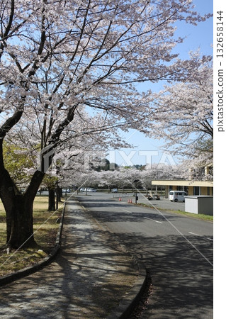 cherry blossoms in full bloom, sakura, cherry blossoms, flowers, spring 132658144