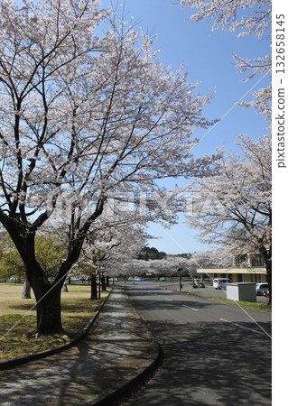 cherry blossoms in full bloom, sakura, cherry blossoms, flowers, spring 132658145