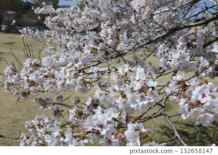 盛開的櫻花，櫻花，櫻花，花朵，春天 132658147