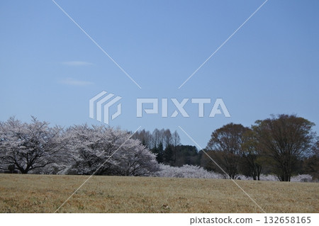 cherry blossoms in full bloom, sakura, cherry blossoms, flowers, spring 132658165