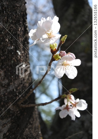 cherry blossoms in full bloom, sakura, cherry blossoms, flowers, spring 132658166