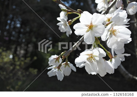 cherry blossoms in full bloom, sakura, cherry blossoms, flowers, spring cherry blossoms in full bloom, sakura, cherry blossoms, flowers, spring 132658168
