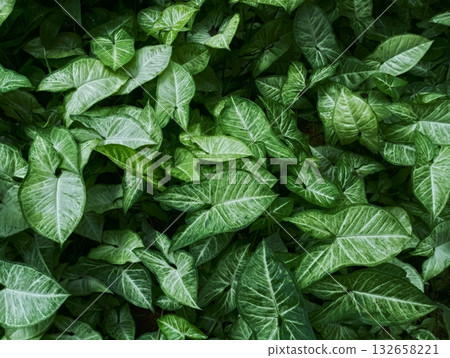 Full Frame Background of Lush Green Tropical Leaf Texture 132658221