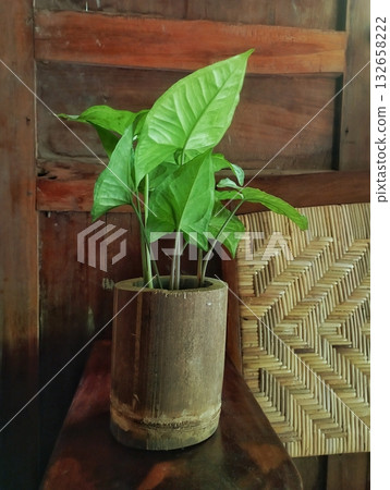 Green Indoor Plant in a Bamboo Pot on a Wooden Table Green Indoor Plant in a Bamboo Pot on a Wooden Table 132658222