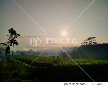 Misty Morning Sunrise Over Lush Green Farmland and Trees 132658236