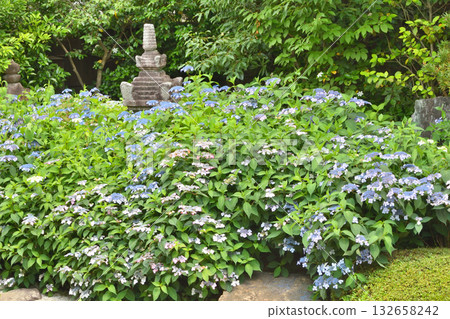 Amacha tea from Reigen-in Temple 132658242