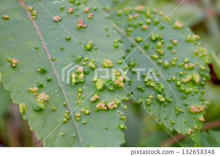 田野漆樹(Rhus arvensis)葉片上的蟲癭 田野漆樹(Rhus arvensis)葉片上的蟲癭 132658348