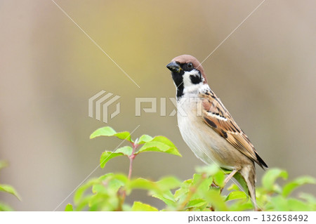 sparrow 132658492